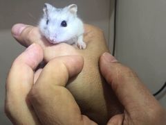 -荣耀金沙动物医院(清江西路店)