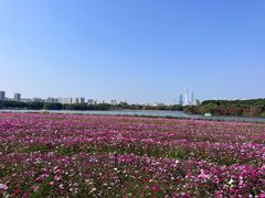-海珠湖公园