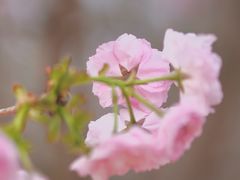 -天适樱花悠乐园