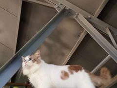 -more than meow吴止猫主题餐厅(承德 中船汇店)