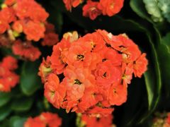 -石家庄市植物园