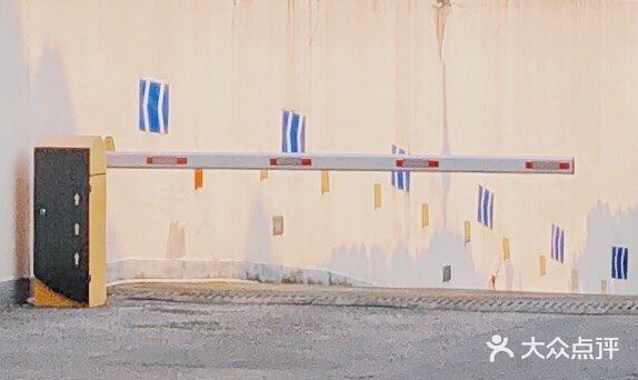 公园里有一片密集挺拔的水杉树