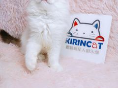 -十年猫舍·猫咪专门店(普陀店)