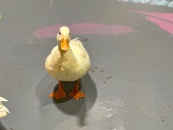 -Zoolung Zoolung动物主题公园(海信广场店)