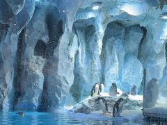 -帝企鹅自助餐厅•儿童岛•真企鹅(长隆企鹅酒店)