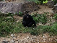 -清迈夜间动物园