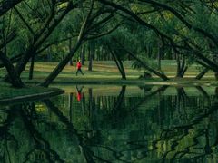 -上海共青森林公园