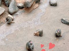 -云南野生动物园