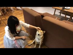 -柴务处·柴犬主题狗咖