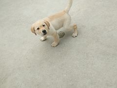 -宠物之家Pets Home 宠物寄养酒店