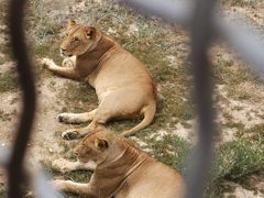 -新疆天山野生动物园