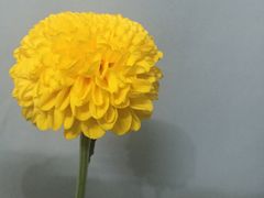 -芳村榕树头叹佬鸡煲(体育西店)