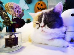 -平行世界·猫咖(首经贸店)