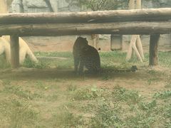 -石家庄市动物园