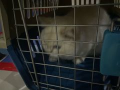 -瑞派康怡24h宠物医院·犬猫医疗中心·微创绝育(瑞景分院)