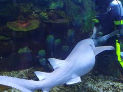 -顺德南宏海立方海洋公园