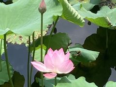 -荔湾湖公园