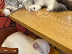 -Let's go狗咖·猫咖·奶狗·桌游(春熙路IFS店)