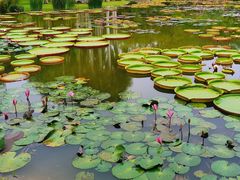 -中国科学院西双版纳热带植物园