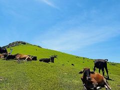 -大姆山草场