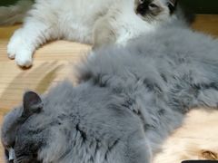 -猫亿天猫咖