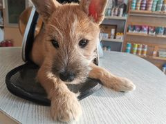 -宠颐生·恒爱宠物医院(静海店)