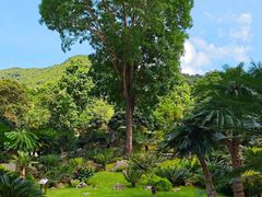 -深圳仙湖植物园