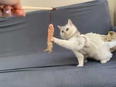 -创凡宠物医院·骨专科  猫科中心(西乡分院)