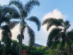 -三亚湾红树林度假世界(木棉酒店)