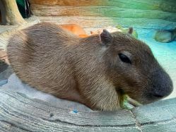 -Zoolung Zoolung动物主题公园(海信广场店)