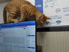 -瑞派宠物医院(搏威敦和院)