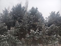 -群力丁香公园