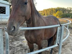 -月河湾马术俱乐部(朝阳店)