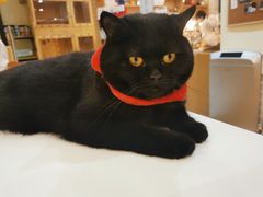 -滚猫咖啡·猫咖·猫友好撸猫(未来城店)