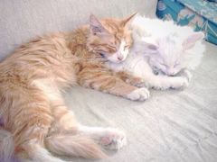 -Sirena海妖日咖夜酒