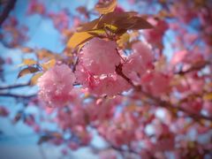 -高东镇樱花园