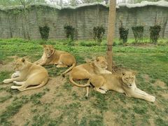 -北京野生动物园