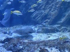 -海合安武汉极地海洋公园