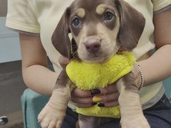 -萌宠之家·腊肠犬·马尔泰·小体犬舍