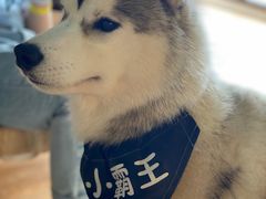 -Husky Go! 哈士奇体验馆·宠物咖啡厅狗咖