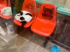 -猫咪博物馆(顶澳仔猫街店)