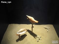 -亚龙湾中心广场·贝壳馆