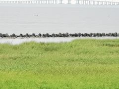 -南汇嘴观海公园