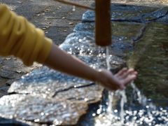 -天目山大树王景区