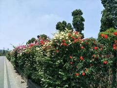 -白鹭湾湿地公园