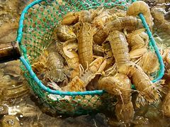 -大锅强·蒸海鲜青岛菜(金沙滩店)