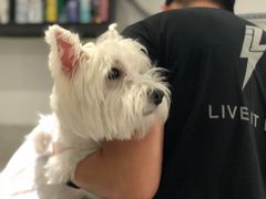 -Oh My Dog宠物沙龙(伊珊娜皮毛护理店)