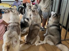 -Husky Go! 哈士奇体验馆·宠物咖啡厅狗咖