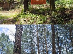 -重庆睡佛山森林公园