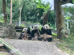 -都江堰中华大熊猫苑